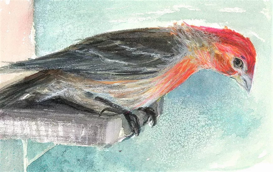 House Finch by Virginia Mack