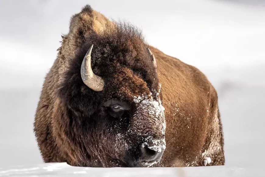 Yellowstone Winter Bison