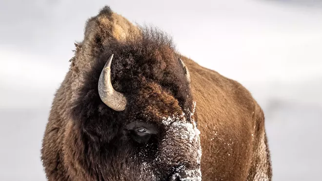 Image: Wildlife & Equestrian Photo Exhibit