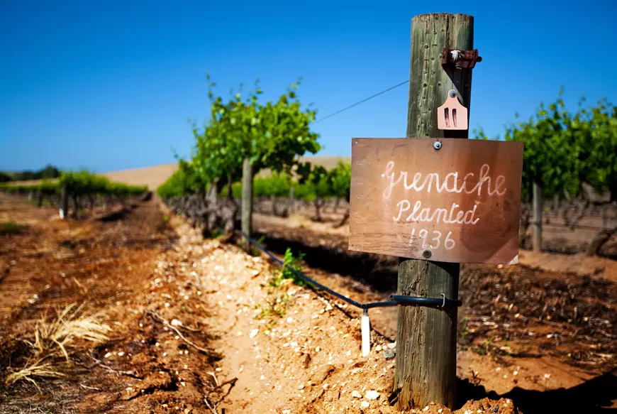 Wine School: The World of Grenache!