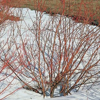 Winter Shrub Discovery: Identification and Propagation Workshop