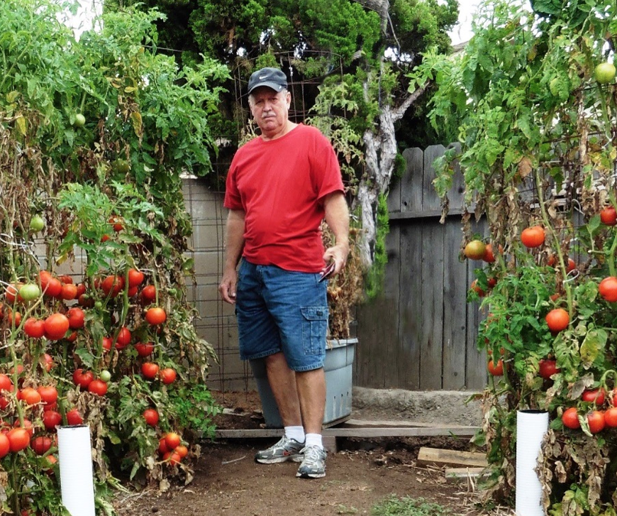 "Dave the Tomato Guy" with some of his tomato plants